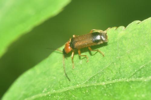 Cratosilis laeta